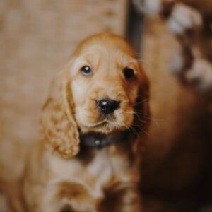 Barista English Cocker Spaniel Barista English Cocker Spaniel