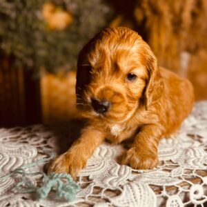 Barista English Cocker Spaniel Barista English Cocker Spaniel