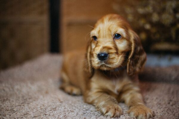 Barista English Cocker Spaniel Barista English Cocker Spaniel