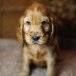 Barista-male-english-cocker-spaniel-puppy-for-sale- (6)