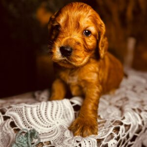 Barista English Cocker Spaniel Barista English Cocker Spaniel