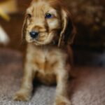 Barista-male-english-cocker-spaniel-puppy-for-sale- (7)