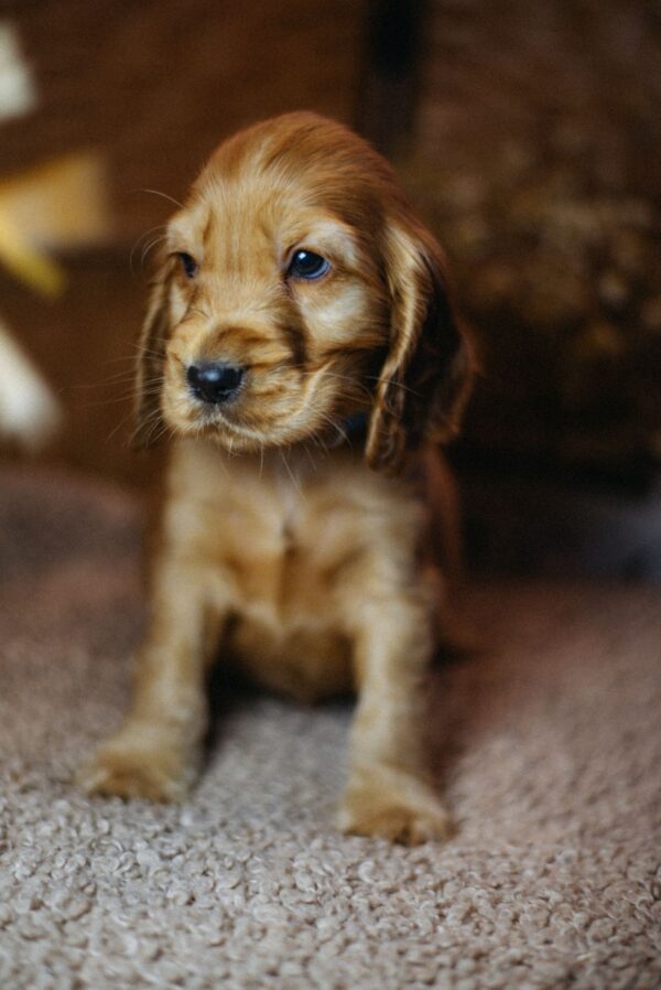 Barista English Cocker Spaniel Barista English Cocker Spaniel