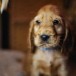 Barista-male-english-cocker-spaniel-puppy-for-sale- (8)