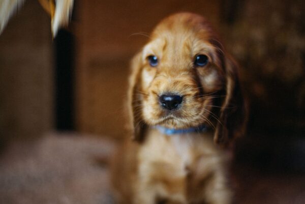 Barista English Cocker Spaniel Barista English Cocker Spaniel
