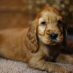 Barista-male-english-cocker-spaniel-puppy-for-sale- (9)