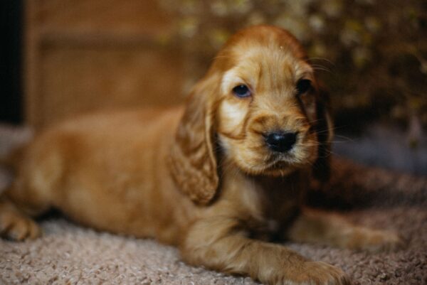 Barista English Cocker Spaniel Barista English Cocker Spaniel