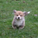 Baritone-male-Welsh-corgi-puppy-for-sale-1 (1)