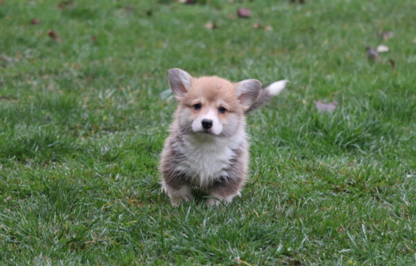 Baritone Welsh Corgi Baritone Welsh Corgi