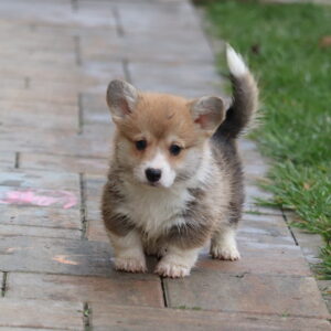 Baritone Welsh Corgi Baritone Welsh Corgi
