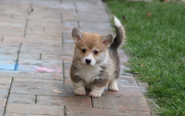 Baritone Welsh Corgi Baritone Welsh Corgi