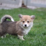 Baritone-male-Welsh-corgi-puppy-for-sale-1 (3)