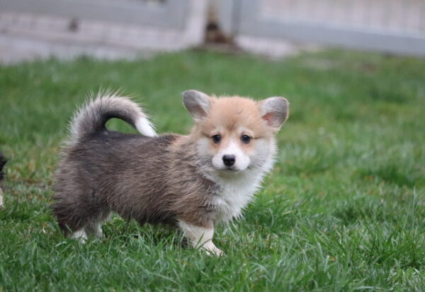 Baritone Welsh Corgi Baritone Welsh Corgi