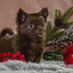 Barnis-male-Chihuahua-puppy-for-sale-1