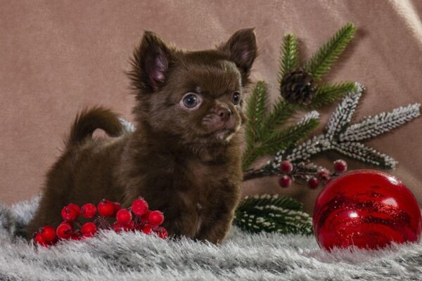 Barnis Chihuahua Barnis Chihuahua