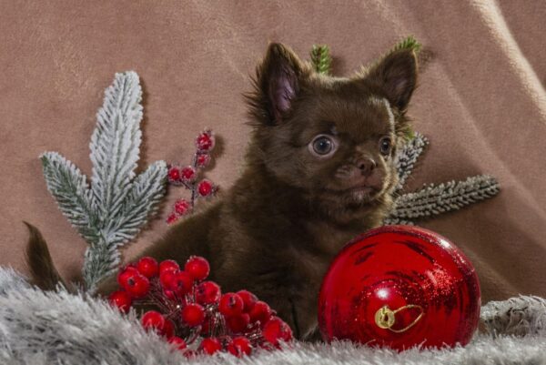 Barnis Chihuahua Barnis Chihuahua