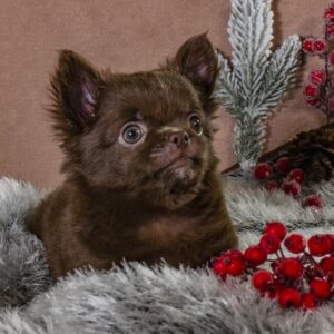 Barnis Chihuahua Barnis Chihuahua