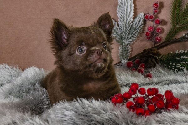 Barnis Chihuahua Barnis Chihuahua