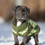 Baron-male-french-bulldog-puppy-for-sale-1 (1)