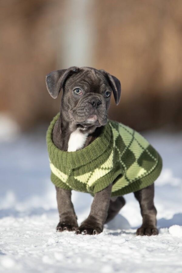 Baron French Bulldog Baron French Bulldog