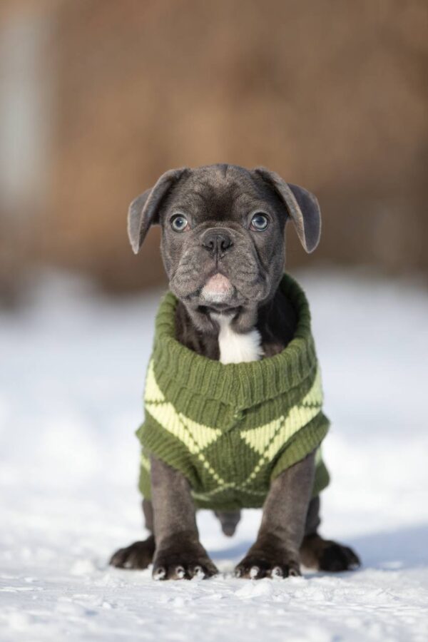 Baron French Bulldog Baron French Bulldog