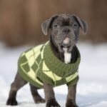 Baron-male-french-bulldog-puppy-for-sale-1 (3)