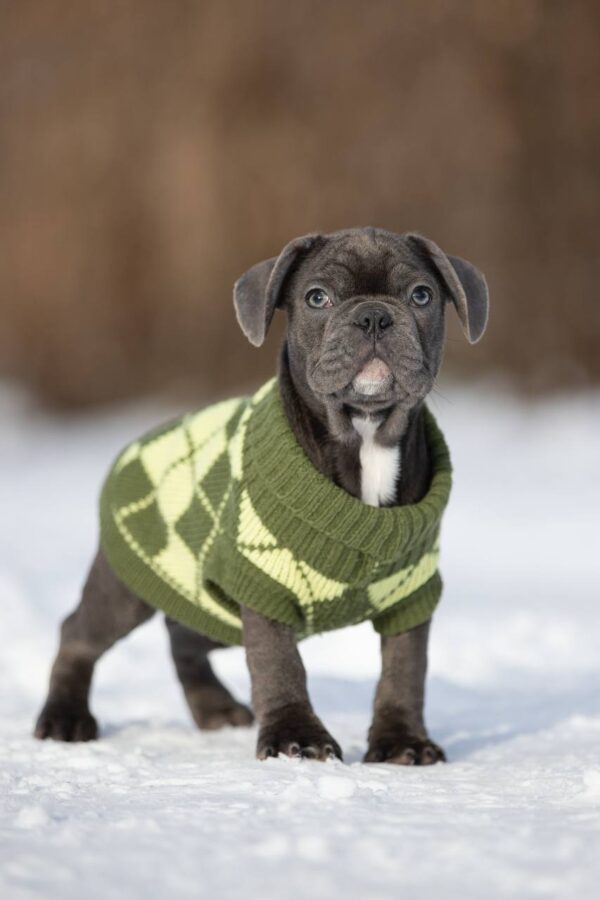 Baron French Bulldog Baron French Bulldog