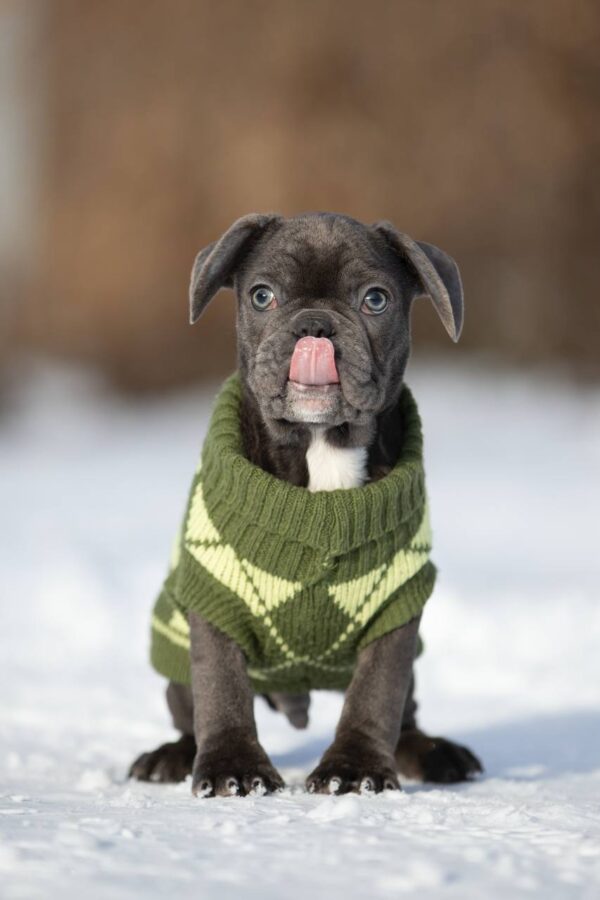 Baron French Bulldog Baron French Bulldog