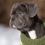 Baron-male-french-bulldog-puppy-for-sale-1 (5)