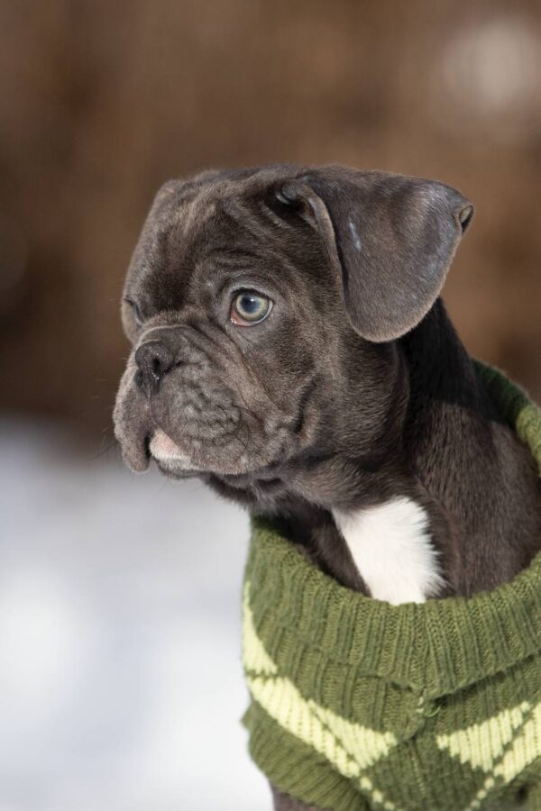 Baron French Bulldog Baron French Bulldog