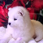 Baronessa-female-samoyed-puppy-for-sale-1 (1)