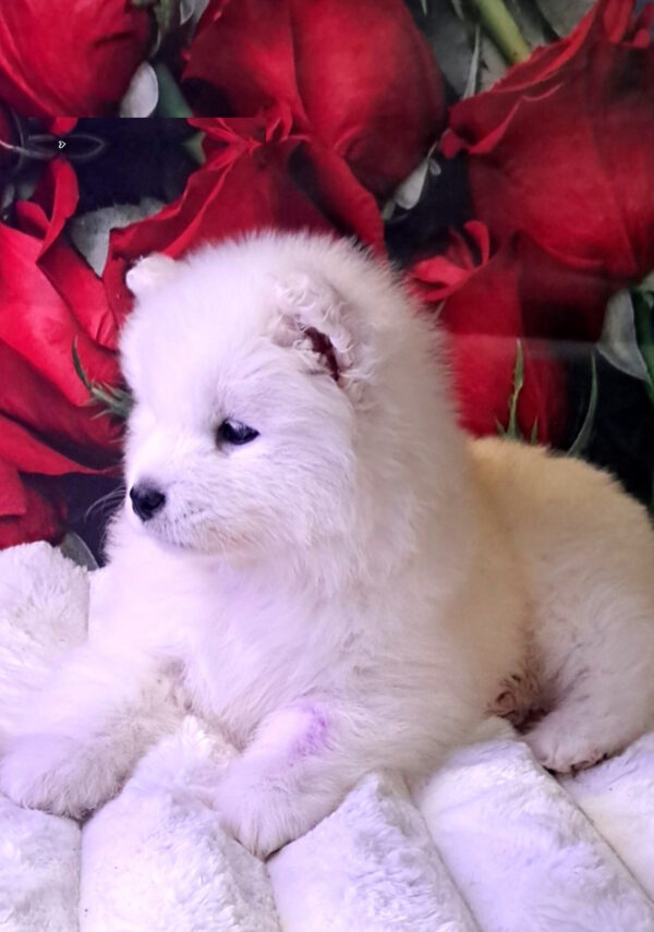 Baronessa Samoyed Baronessa Samoyed