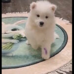 Baronessa-female-samoyed-puppy-for-sale-1 (1)