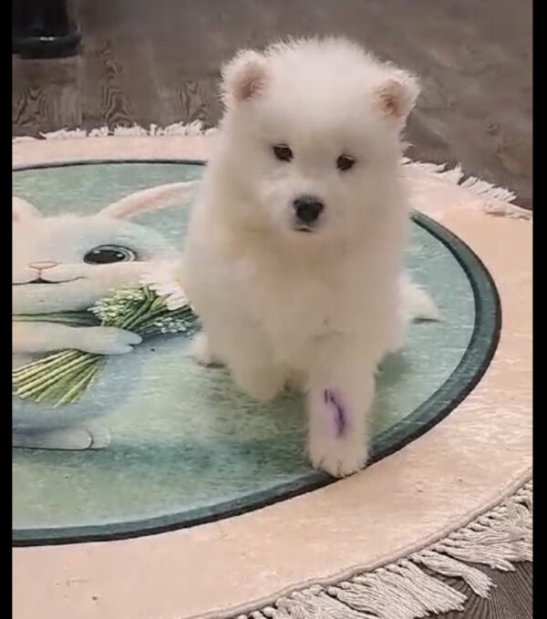 Baronessa Samoyed Baronessa Samoyed