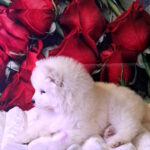 Baronessa-female-samoyed-puppy-for-sale-1 (2)