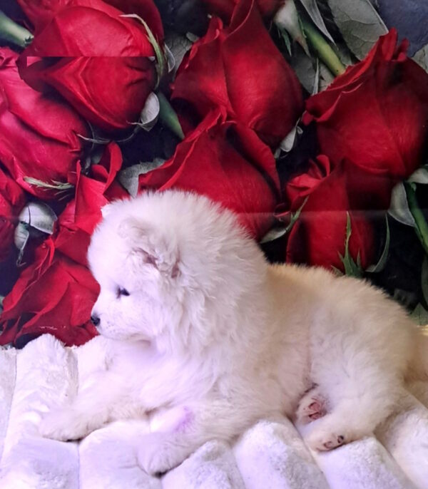 Baronessa Samoyed Baronessa Samoyed