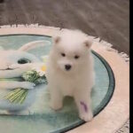 Baronessa-female-samoyed-puppy-for-sale-1 (2)