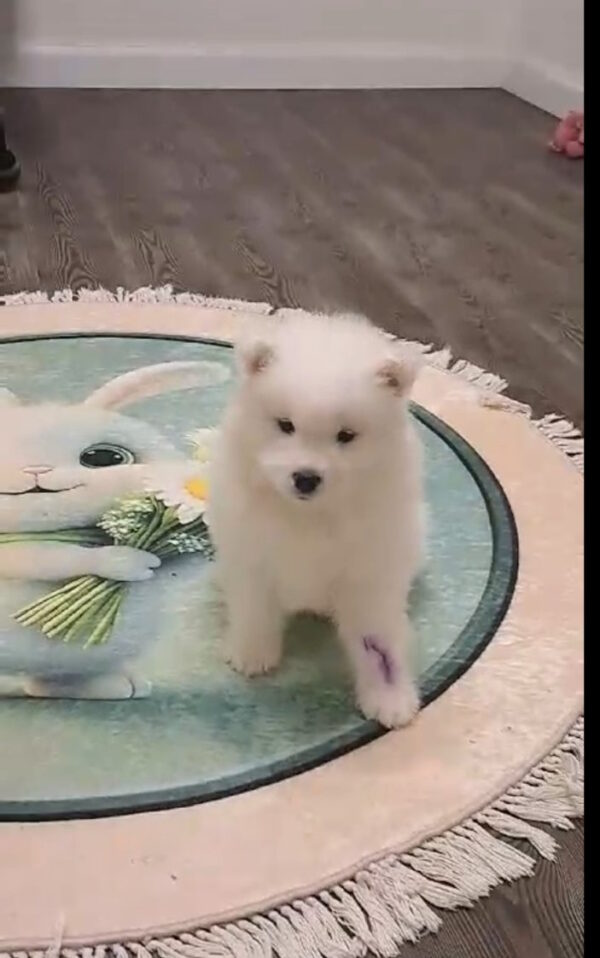 Baronessa Samoyed Baronessa Samoyed