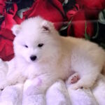 Baronessa-female-samoyed-puppy-for-sale-1 (3)