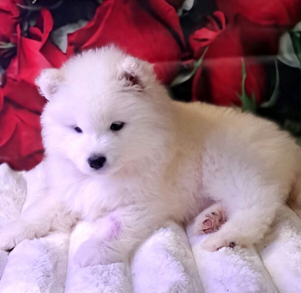Baronessa Samoyed Baronessa Samoyed
