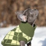 Baroyan-male-french-bulldog-puppy-for-sale-1 (1)