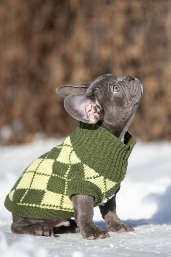 Baroyan French Bulldog Baroyan French Bulldog