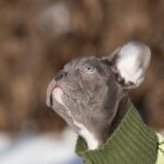 Baroyan-male-french-bulldog-puppy-for-sale-1 (2)