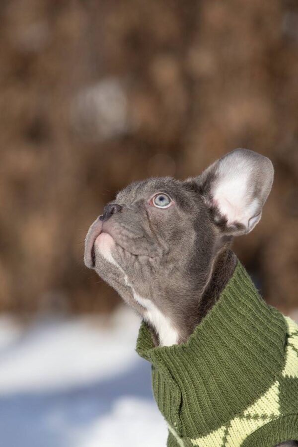 Baroyan French Bulldog Baroyan French Bulldog