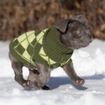 Baroyan-male-french-bulldog-puppy-for-sale-1 (3)