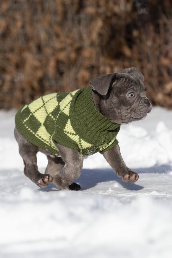 Baroyan French Bulldog Baroyan French Bulldog