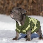 Baroyan-male-french-bulldog-puppy-for-sale-1 (4)