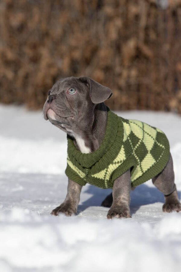 Baroyan French Bulldog Baroyan French Bulldog