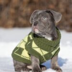 Baroyan-male-french-bulldog-puppy-for-sale-1 (5)