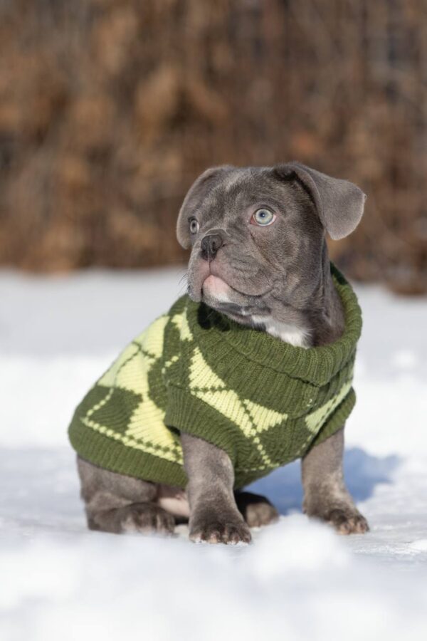 Baroyan French Bulldog Baroyan French Bulldog